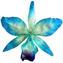 Cattleya M - Blue