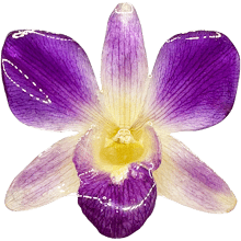Dendrobium L2 - Purple